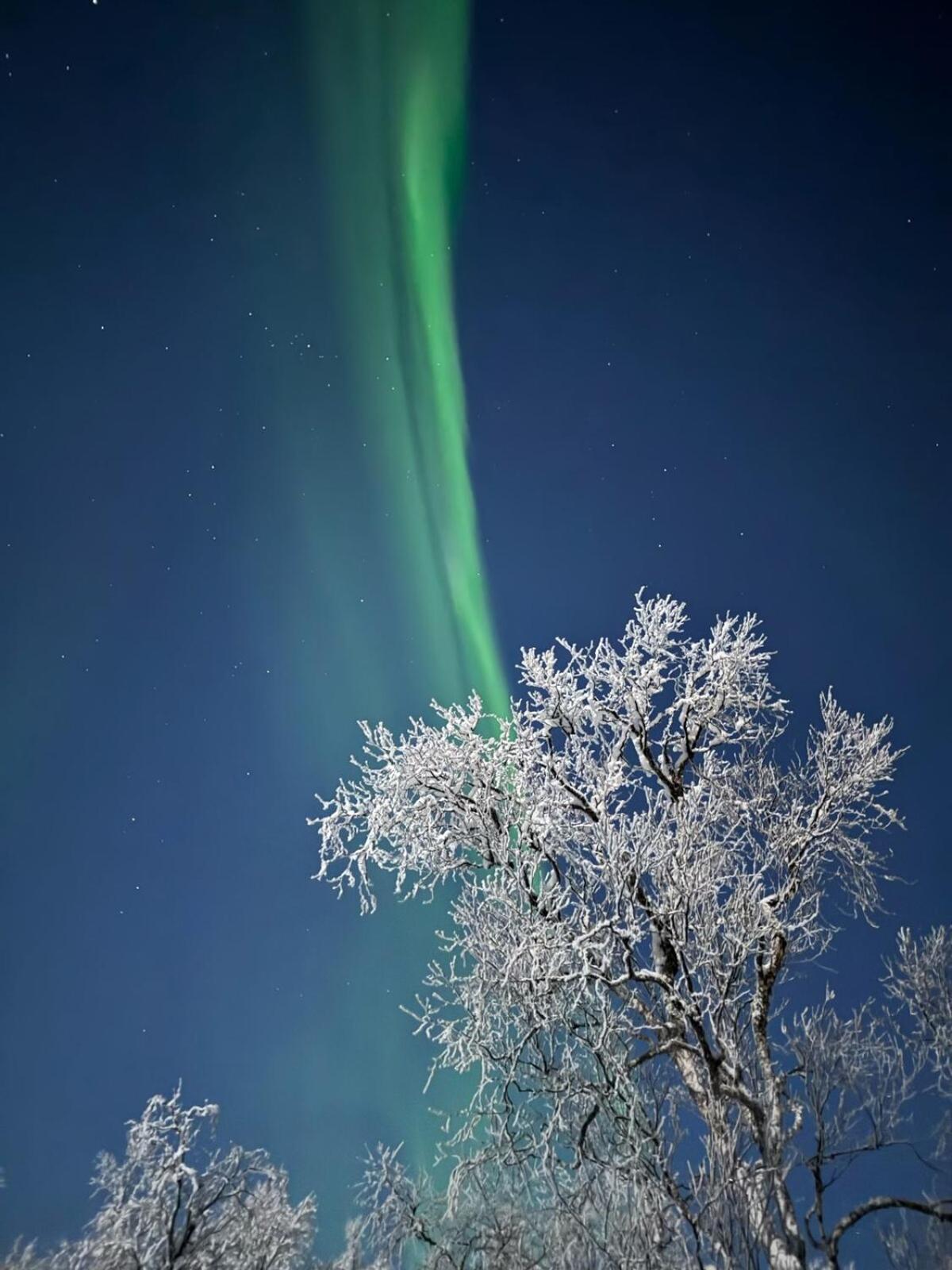 Trivelig Hytte I Senja. Exterior foto